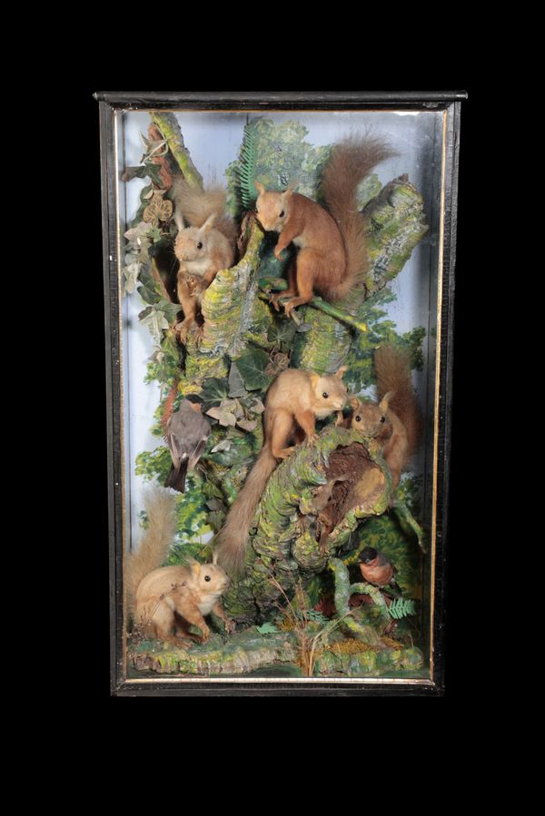 LATE 19TH CENTURY TAXIDERMY GROUP OF  SQUIRRELS