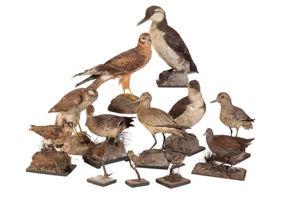 COLLECTION OF TAXIDERMY BIRDS