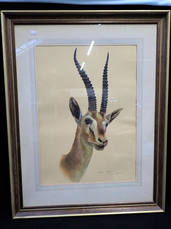 SPENCER ROBERTS: 'THOMSON'S GAZELLE'