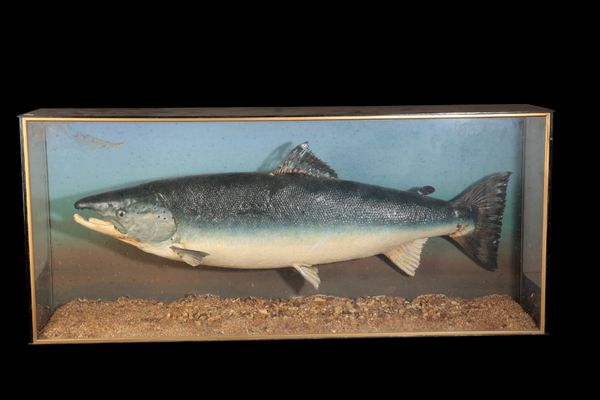 A LATE 19TH CENTURY TAXIDERMY CAST SALMON