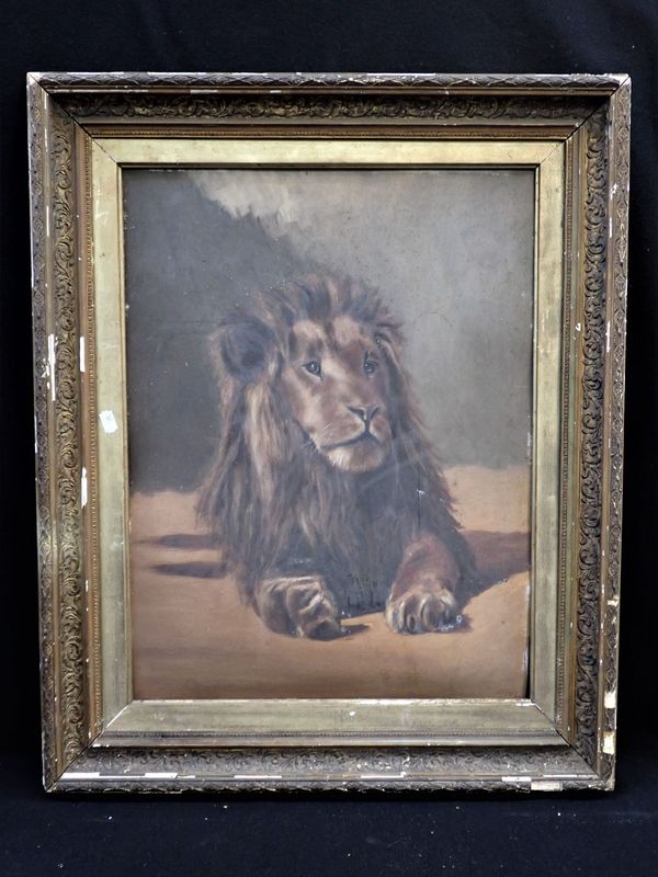 AN OIL ON BOARD STUDY OF A LION