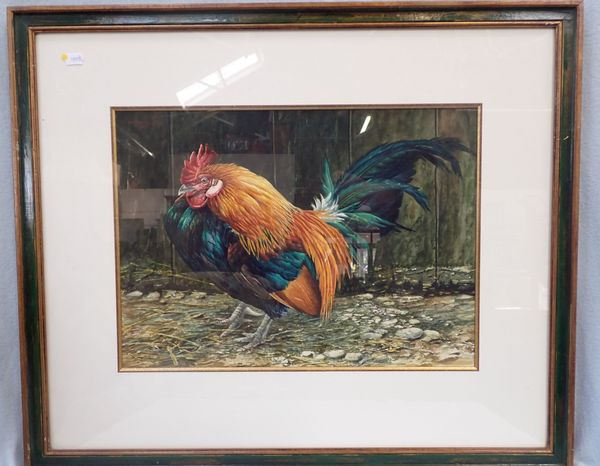 BRYAN HANSON: COCKEREL, WATERCOLOUR