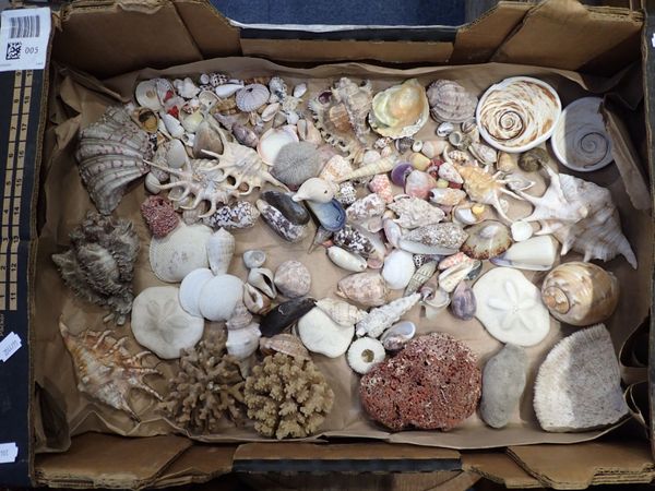 A COLLECTION OF SEA SHELLS