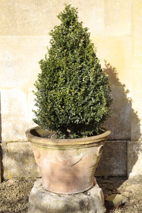 A TERRACOTTA GARDEN URN, WITH BOX TREE,