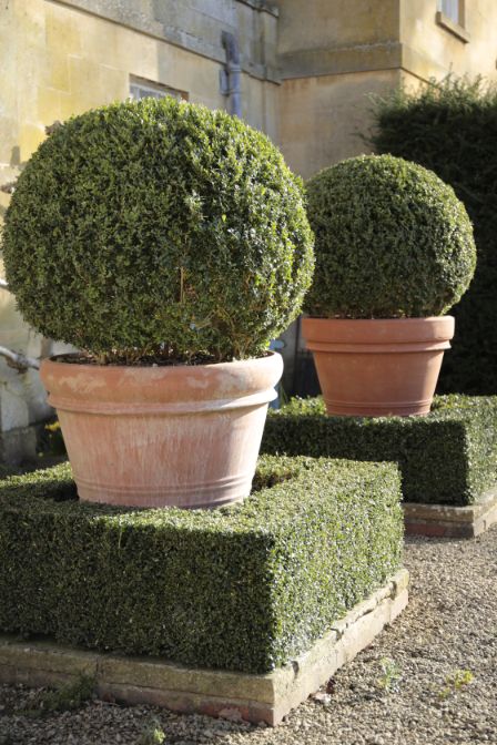 A PAIR OF SUBSTANTIAL TERRACOTTA GARDEN URNS, CONTAINING BOX TREES,