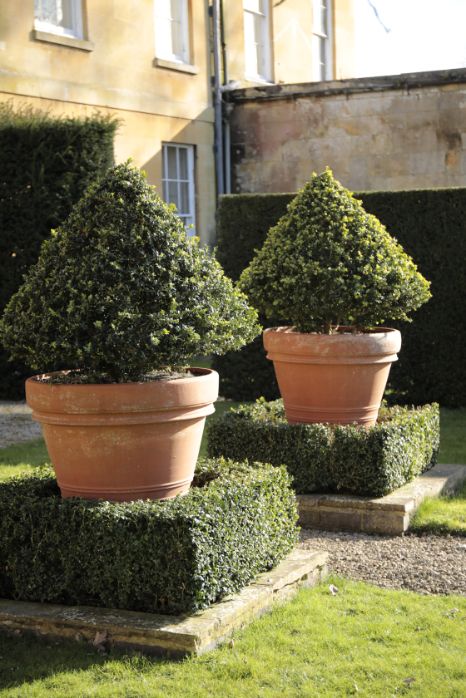 A PAIR OF SUBSTANTIAL TERRACOTTA GARDEN URNS, CONTAINING BOX TREES,