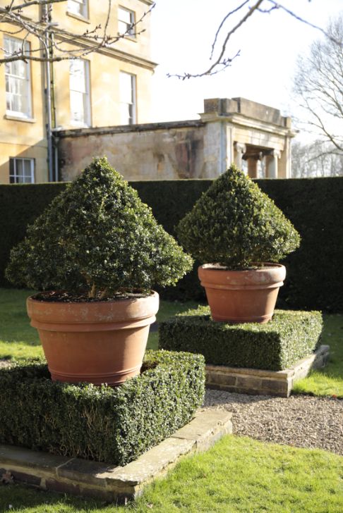 A PAIR OF SUBSTANTIAL TERRACOTTA GARDEN URNS, CONTAINING BOX TREES,