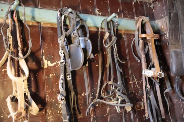 A LARGE QUANTITY OF LEATHER HORSE TACK, BRIDLES AND RELATED ITEMS,