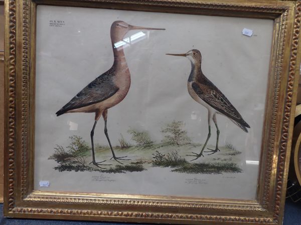 A 19TH CENTURY ORNITHOLOGICAL COLOURED LIHOGRAPH