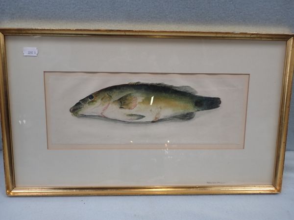 20TH CENTURY, STUDY OF A FISH