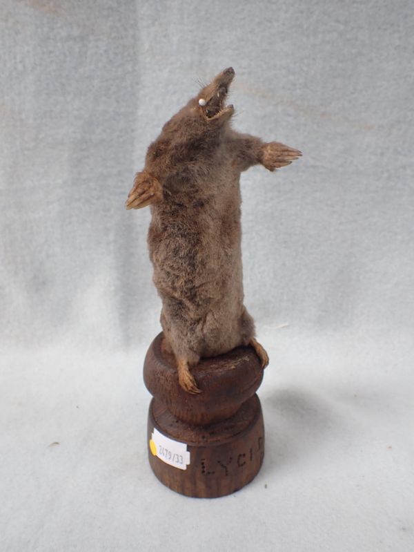 TAXIDERMY: A MOLE