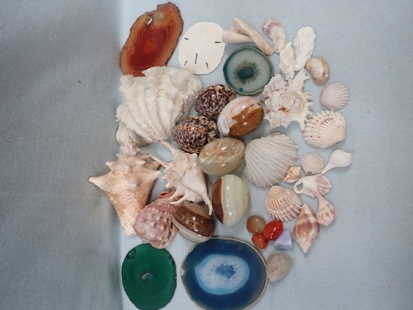 A COLLECTION OF SEASHELLS, MINERAL SPECIMENS