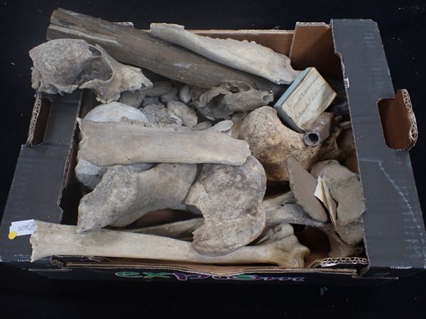 A COLLECTION OF BONES, FOSSILS