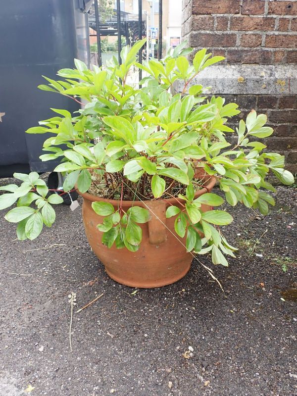 AN ARTS AND CRAFTS STYLE TERRACOTTA GARDEN PLANTER
