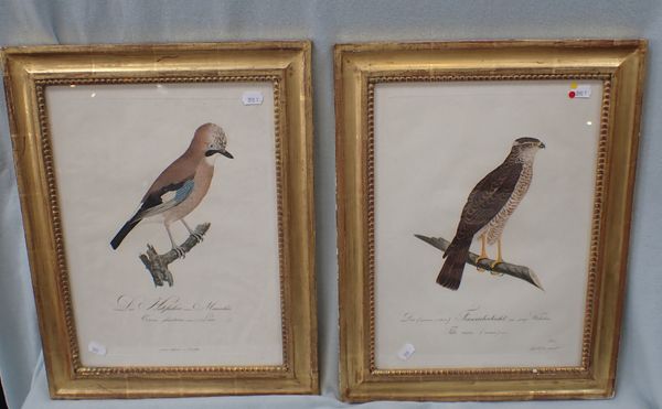 TWO ORNITHOLOGICAL ILLUSTRATIONS