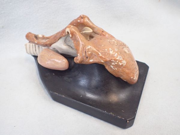 A CAST PLASTER ANATOMICAL MODEL OF A TONGUE