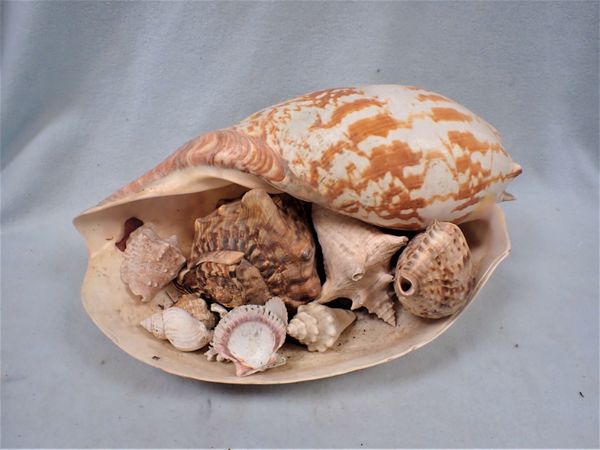 A LARGE SEASHELL