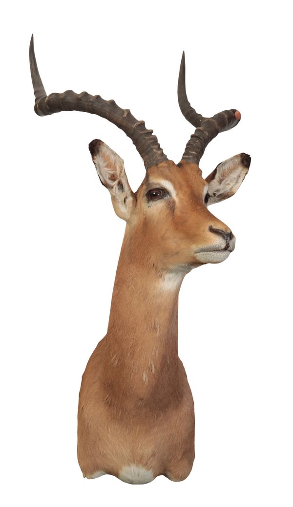 A  TAXIDERMY IMPALA NECK MOUNT