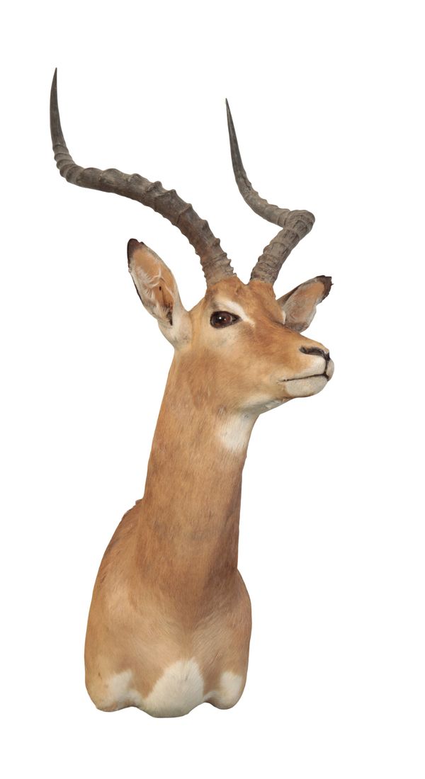 A  TAXIDERMY IMPALA NECK MOUNT