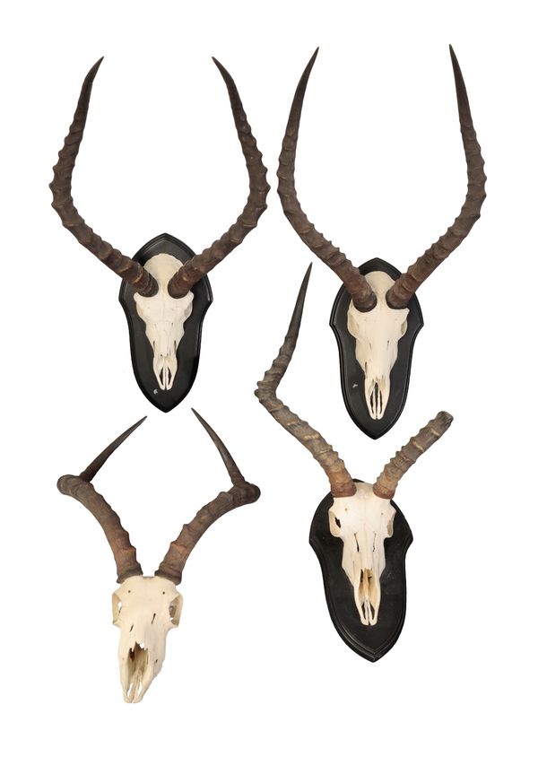 A MIXED GROUP OF FOUR IMPALA SCULLS AND HORNS