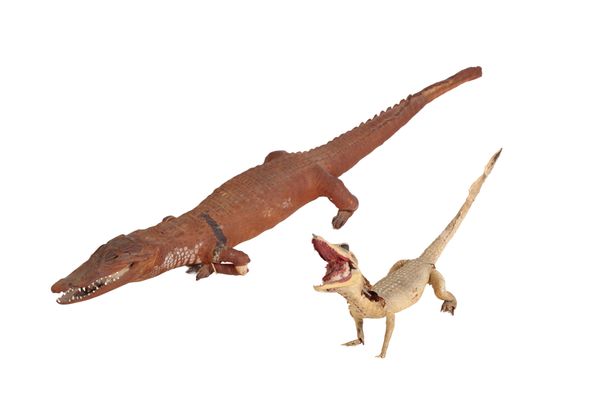 TWO TAXIDERMY CAYMAN