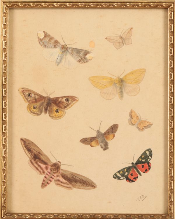 C.E. FULLER (19th/20th Century) A Lepidoptera study