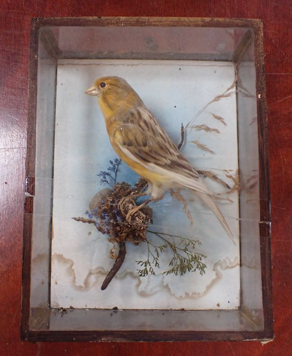 TAXIDERMY: A CASED YELLOWHAMMER