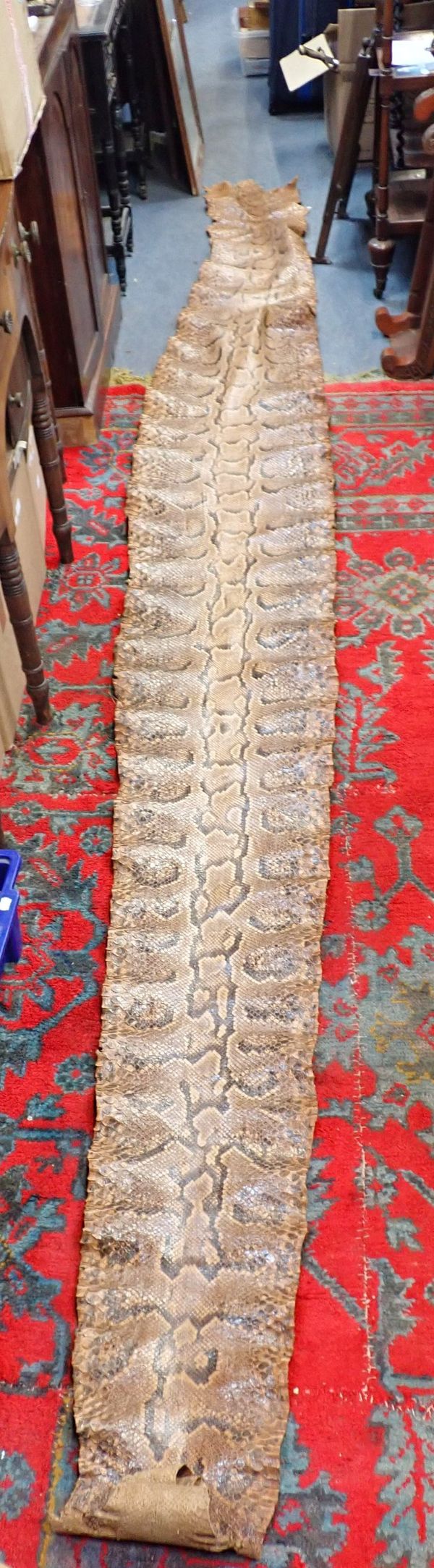 A BURMESE PYTHON SKIN