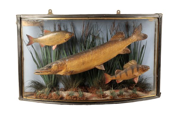 TAXIDERMY: A PIKE, BREAM AND ROACH