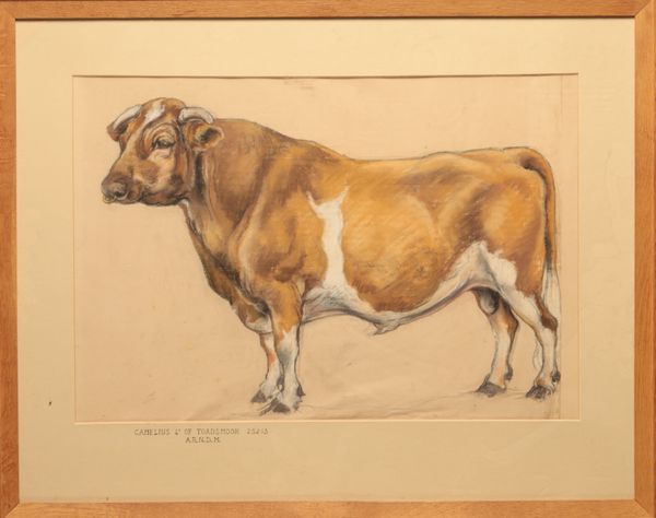 ENGLISH SCHOOL, 20th century A pair of bull portraits