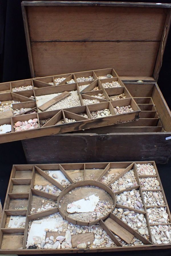 A 19TH CENTURY CONCHOLOGY BOX