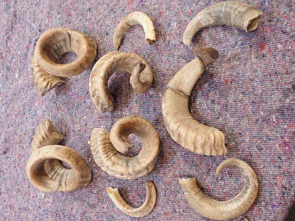 A COLLECTION OF GOAT AND SHEEP HORNS