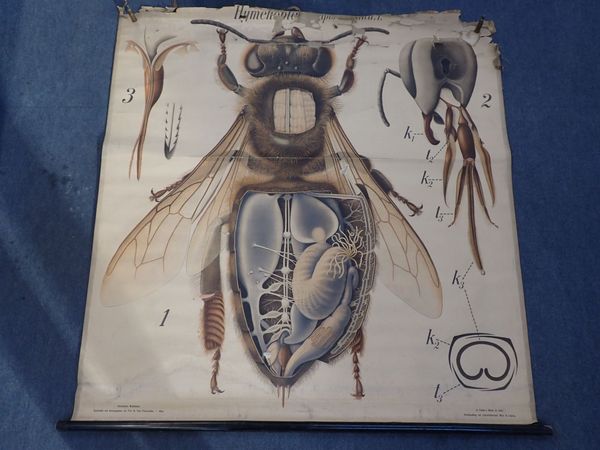 A FRENCH ENTYMOLOGICAL WALL ILLUSTRATION, OF A BEE