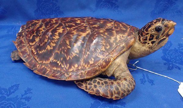 TAXIDERMY: A HAWKSBILL SEA TURTLE