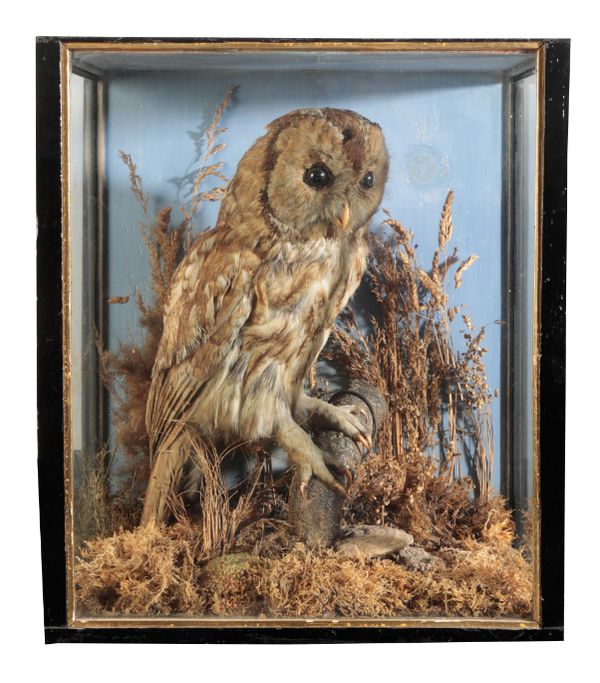 A TAXIDERMY OWL