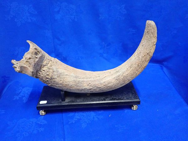 AN AUROCH'S HORN, PROBABLY EXCAVATED