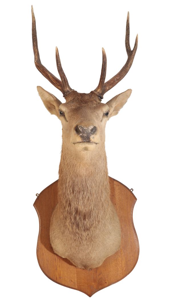 TAXIDERMY: A LARGE RED STAG SHOULDER MOUNT