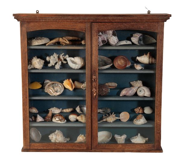 A VICTORIAN COLLECTION OF SEA SHELLS