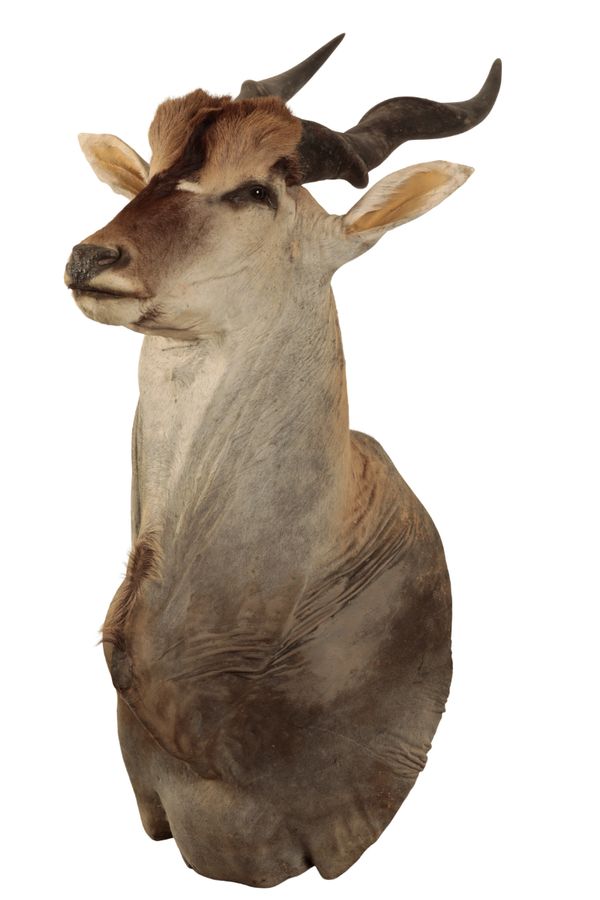 A LARGE TAXIDERMY ELAND HEAD