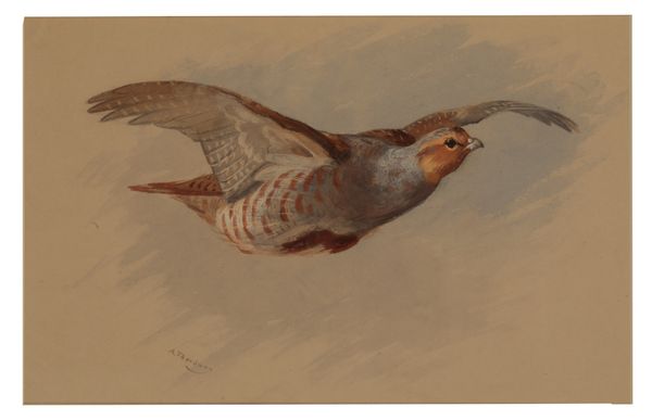 ARCHIBALD THORBURN (1860-1935) A grey partridge in flight