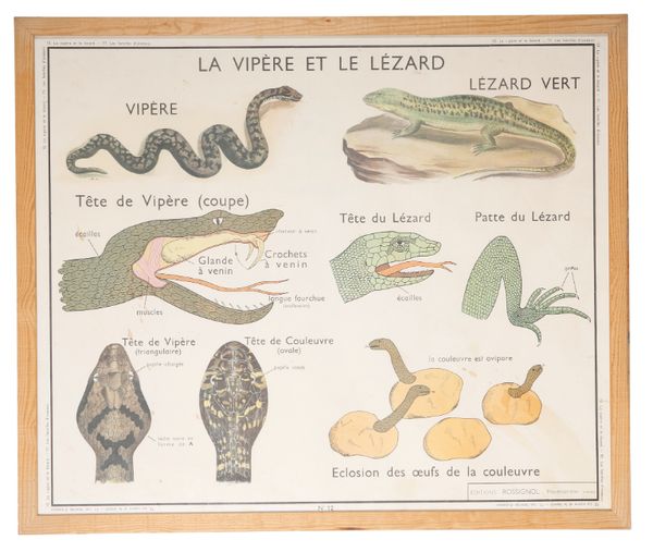 A FRENCH EDUCATIONAL POSTER 'LA VIPERE ET LE LEZARD'