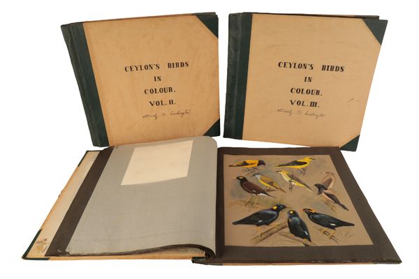 THE CICELY LUSHINGTON ARCHIVE - AN EXTRAORDINARY STUDY OF THE BIRDS OF CEYLON BY THE ORNITHOLOGIST CICELY LUSHINGTON (1903-1987)
