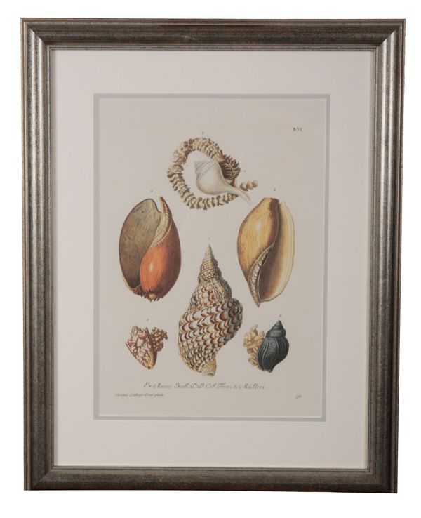 PAIR OF REPRODUCTION PRINTS OF SHELLS
