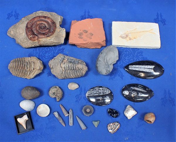 A COLLECTION OF FOSSILS