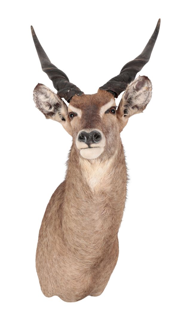A TAXIDERMY REED BUCK NECK MOUNT