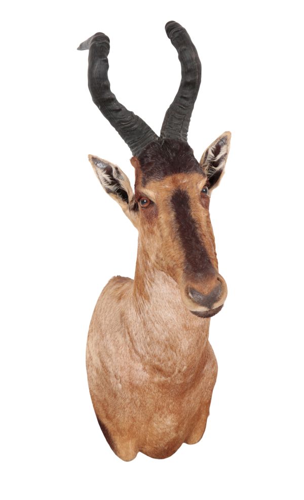 A TAXIDERMY RED HARTEBEEST