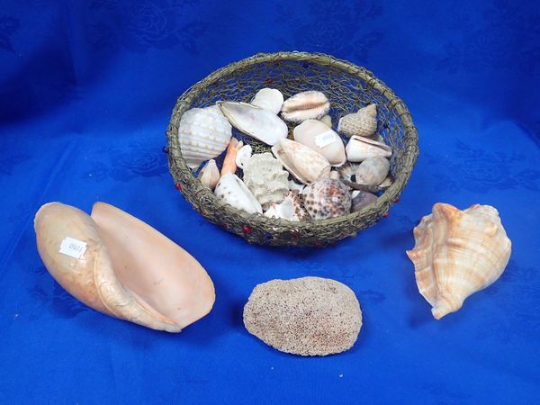 A COLLECTION OF SHELLS AND CORAL