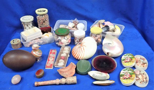 A COLLECTION OF SEASHELLS