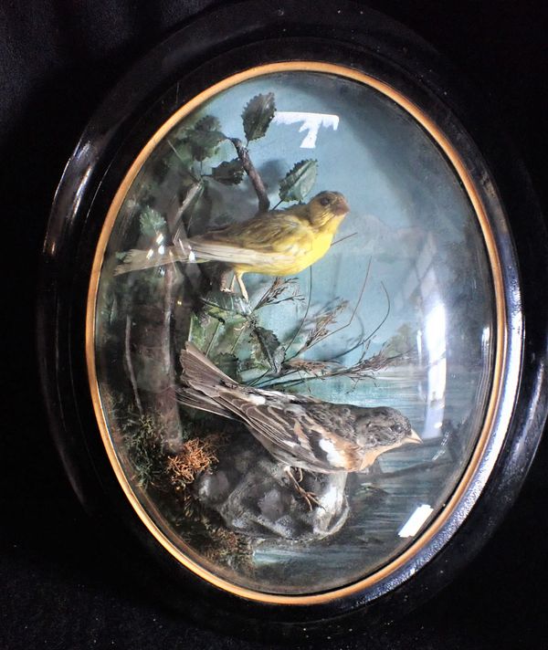 A FRAMED BIRD TAXIDERMY BY JAMES ROWE, BARNSTAPLE