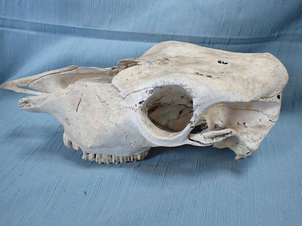 A WEATHERED ANIMAL SCULL (PARTIAL)